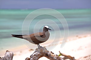 RODRIGUES ISLAND, MAURITIUS: Brown noddy Anous Stolidus at Cocos Island