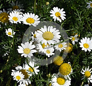 Roe Bertram, Anacycle pyrethrum