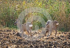 Roe - Capreolus capreolus