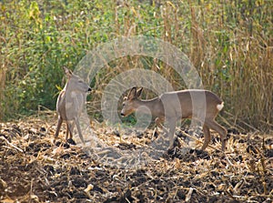 Roe - Capreolus capreolus