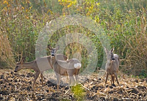 Roe - Capreolus capreolus