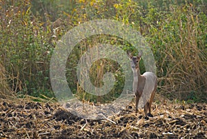 Roe - Capreolus capreolus