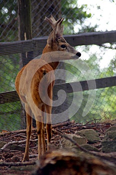 Roe Capreolus capreolus