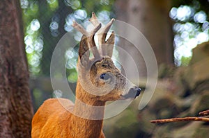 Roe Capreolus capreolus