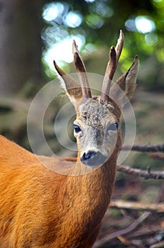 Roe Capreolus capreolus