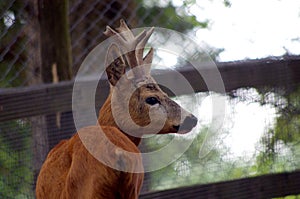 Roe Capreolus capreolus