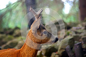 Roe Capreolus capreolus