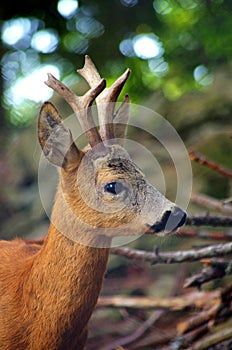 Roe Capreolus capreolus
