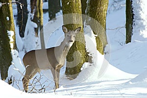 Roe Deer photo