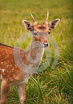 Roe deer