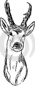 Roe-deer photo