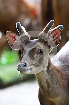 Roe Deer