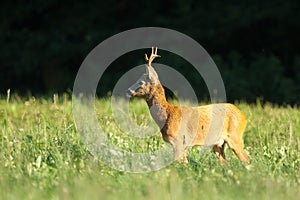 Roe deer