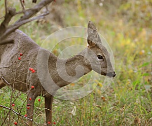 Roe Deer