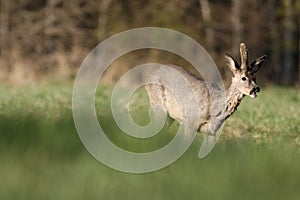 Roe deer