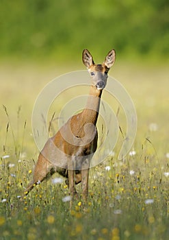Roe Deer