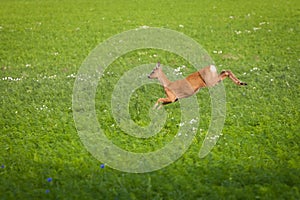 Roe deer photo