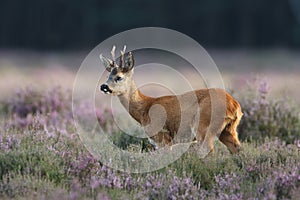 Roe deer photo