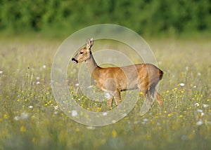Roe Deer