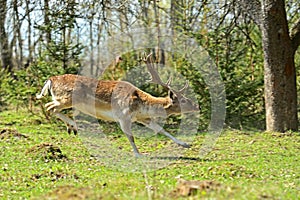 Roe deer