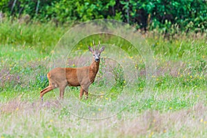 Roe Deer