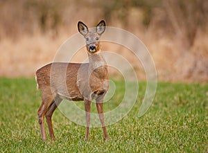 Roe deer