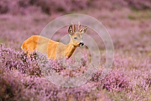 Roe deer