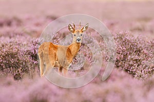 Roe deer