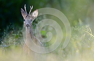 Roe deer