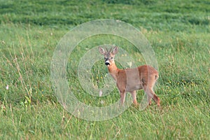 Roe deer