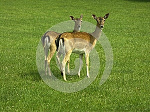 Roe deer photo