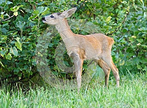 Roe deer.