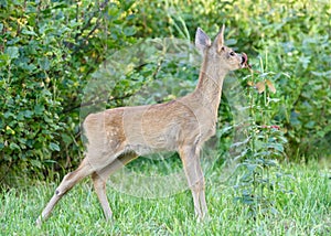 Roe deer.