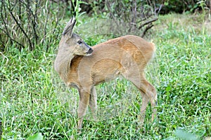 Roe deer.