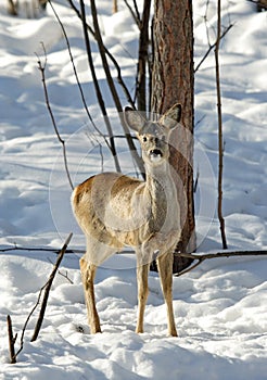 Roe deer