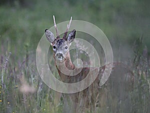 Roe deer