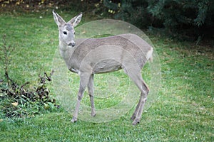 Roe deer