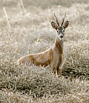 Roe Deer photo