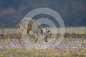 Roe deer amidst saffron