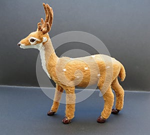 Roe deer animal of class Mammalia mammals