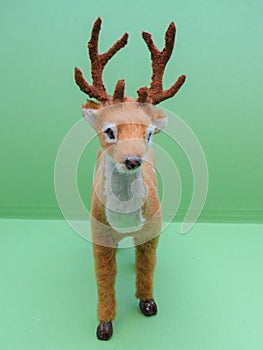 Roe deer animal of class Mammalia mammals