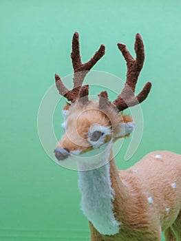 Roe deer animal of class Mammalia mammals