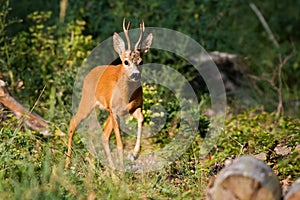 Roe deer approaching in dense forest in summer sunlight