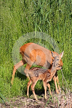 Roe-deer with baby