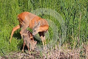 Roe-deer with baby photo
