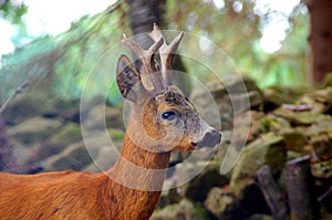 Roe Capreolus capreolus