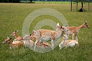 Roe Deer Bevy photo