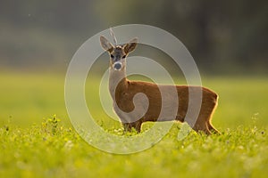 Roe deer with broken antler standing on grass in summer