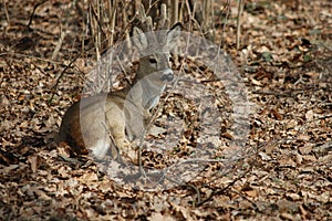 Roe deer buck