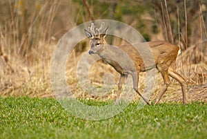 Roe deer buck